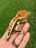 Whitewall Harlequin Pinstripe Crested Gecko