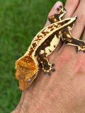 Whitewall Harlequin Pinstripe Crested Gecko