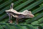 High Contrast Whitewall Pinstripe Crested Gecko (CLEAN)