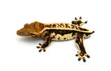 Whitewall Harlequin Pinstripe Crested Gecko