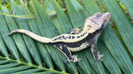 CLEAN Dark an Cream Whitewall EB Pinstripe Crested Gecko