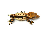 Whitewall Harlequin Pinstripe Crested Gecko