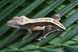 High Contrast Whitewall Pinstripe Crested Gecko (CLEAN)