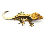 Incredible Whitewall Pinstripe Crested Gecko