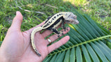 CLEAN Dark an Cream Whitewall EB Pinstripe Crested Gecko