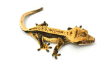 Quadstripe Whitewall Crested Gecko
