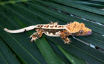 Whitewall Tricolor Pinstripe Crested Gecko
