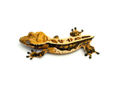 Tricolor Quadstripe Whitewall Crested Gecko