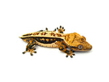 Tricolor Quadstripe Whitewall Crested Gecko