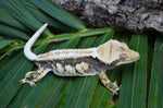 Dark and Cream Whiteout Pinstripe Crested Gecko