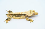 Whitewall Pinstripe Crested Gecko