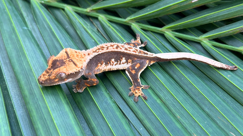 Whitewall Pinstripe Crested Gecko