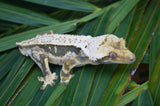 Whitewall Pinstripe Crested Gecko