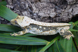 Whitewall Pinstripe Crested Gecko