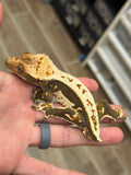 CLEAN Whitewall Pinstripe Crested Gecko