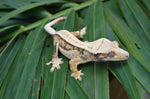 Extreme Harlequin Whitewall Pinstripe Crested Gecko