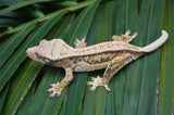 Extreme Harlequin Whitewall Pinstripe Crested Gecko