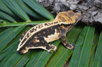 Dark Whitewall Emptyback Pinstripe Crested Gecko (MASSIVE)