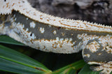 Whitewall Pinstripe Crested Gecko