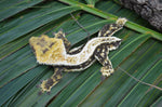 Dark and White Pinstripe Crested Gecko (Emily Burke lines)