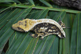 Dark and White Pinstripe Crested Gecko (Emily Burke lines)