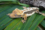 Whitewall Tricolor Pinstripe Crested Gecko