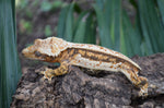 Tricolor Quadstripe Whitewall Crested Gecko