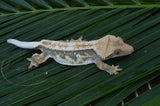 Whitewall Pinstripe Crested Gecko (Paper White)