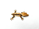 Dark and Cream Whitewall Harlequin Pinstripe Crested Gecko