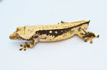 Whitewall Pinstripe Crested Gecko