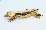 Whitewall Pinstripe Crested Gecko