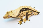 Whitewall Pinstripe Crested Gecko