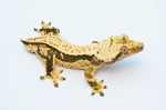 Whitewall Pinstripe Crested Gecko