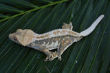 Whitewall Pinstripe Crested Gecko (Paper White)