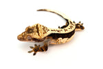 Incredible Whitewall Pinstripe Crested Gecko