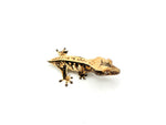 Whitewall Harlequin Pinstripe Crested Gecko