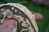 Whitewall Pinstripe Crested Gecko