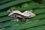 High Contrast Whitewall Pinstripe Crested Gecko (CLEAN)