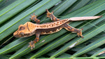 Whitewall Pinstripe Crested Gecko