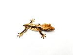 Dark and Cream Whitewall Harlequin Pinstripe Crested Gecko
