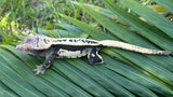CLEAN Dark an Cream Whitewall EB Pinstripe Crested Gecko