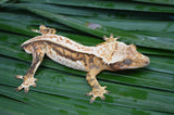 Tricolor Quadstripe Whitewall Crested Gecko