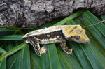 Dark and White Pinstripe Crested Gecko (Emily Burke lines)