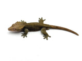 F3 "wildtype" Phantom Crested Gecko