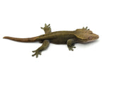 F3 "wildtype" Phantom Crested Gecko