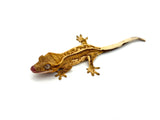 Yellow Whitewall Pinstripe Crested Gecko