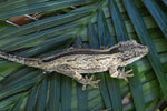 Yellow Striped Gargoyle Gecko "Skunk"