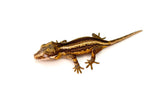 Striped Gargoyle Gecko (possible Yellow Base)