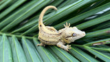 Yellow Striped Gargoyle Gecko