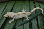 BRIGHT Yellow Hypo Pinstripe Crested Gecko (Majin Buu offspring)